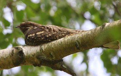 Nachtzwaluw - European Nightjar