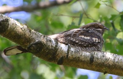 Nachtzwaluw - European Nightjar