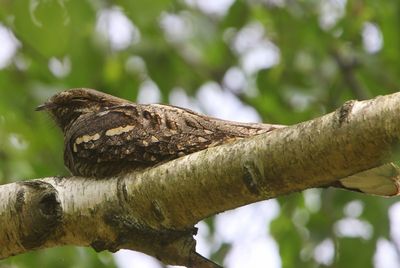Nachtzwaluw - European Nightjar