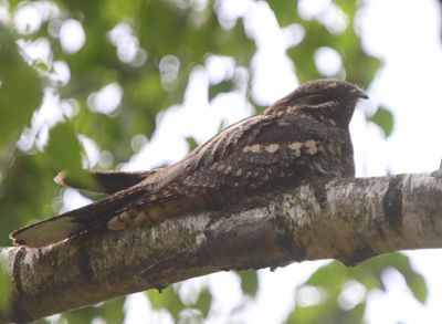 Nachtzwaluw - European Nightjar