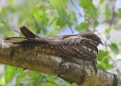 Nachtzwaluw - European Nightjar