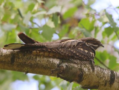 Nachtzwaluw - European Nightjar