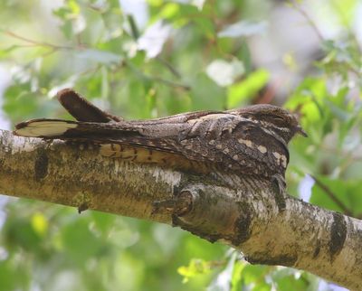 Nachtzwaluw - European Nightjar