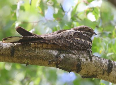 Nachtzwaluw - European Nightjar