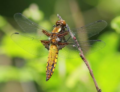 Platbuik - Broad-bodied Chaser