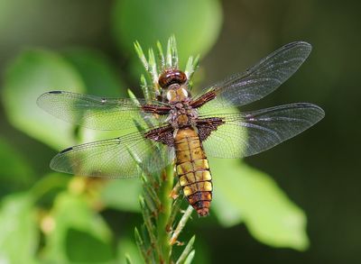 Platbuik - Broad-bodied Chaser