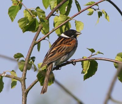 Rietgors - Common Reed Bunting