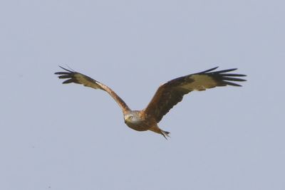 Rode Wouw - Red Kite