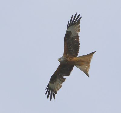 Rode Wouw - Red Kite