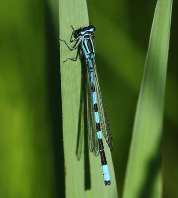 Speerwaterjuffer - Northern Damselfly