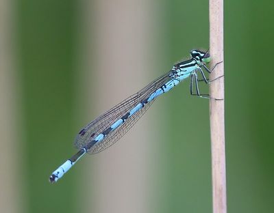 Speerwaterjuffer - Northern Damselfly