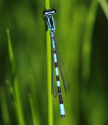 Speerwaterjuffer - Northern Damselfly
