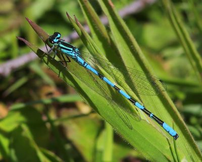 Speerwaterjuffer - Northern Damselfly
