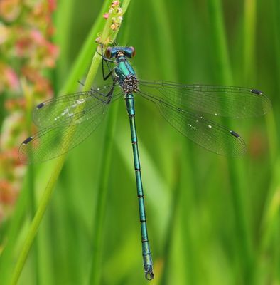 Tangpantserjuffer - Scarce Emerald Damselfly