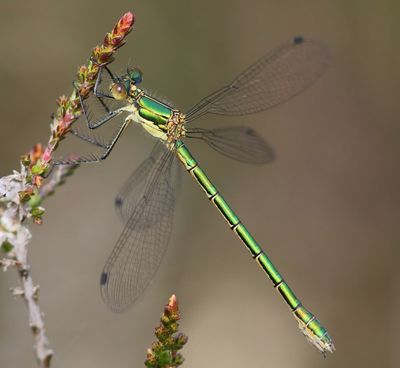 Tangpantserjuffer - Scarce Emerald Damselfly