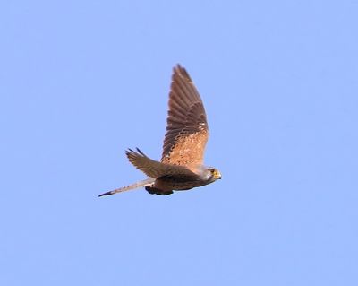 Torenvalk - Common Kestrel