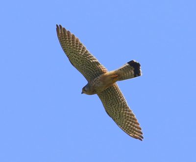 Torenvalk - Common Kestrel