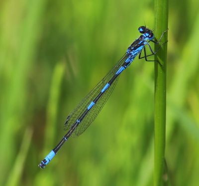 Variabele Waterjuffer - Variable Bluet