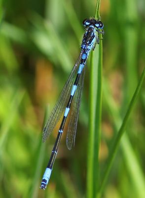 Variabele Waterjuffer - Variable Bluet