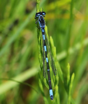 Variabele Waterjuffer - Variable Bluet