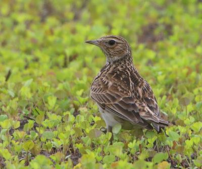 Veldleeuwerik - Eurasian Skylark