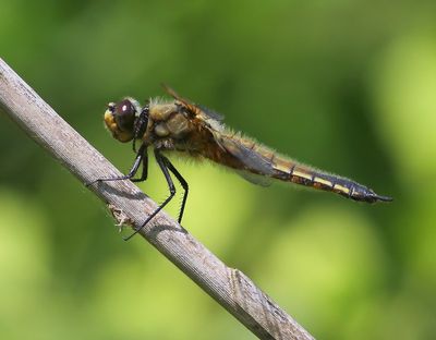 Viervlek - Four-spotted Chaser