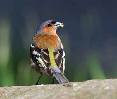 Vink - Common Chaffinch