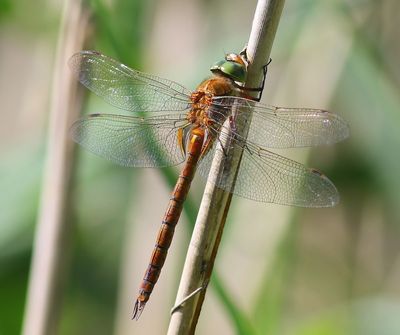 Vroege Glazenmaker - Green-eyed Hawker