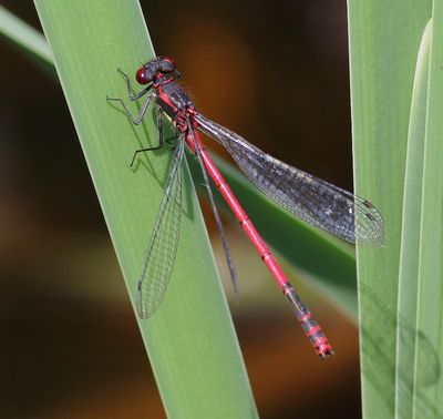 Vuurjuffer - Large Red Damselfly