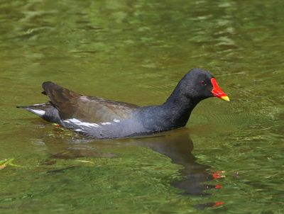 Waterhoen - Common Moorhen