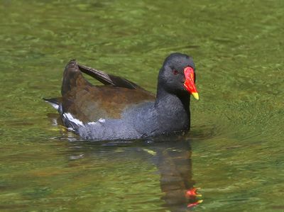 Waterhoen - Common Moorhen
