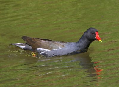 Waterhoen - Common Moorhen