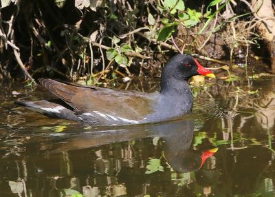 Waterhoen - Common Moorhen