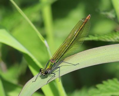 Weidebeekjuffer - Banded Demoiselle