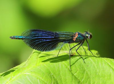 Weidebeekjuffer - Banded Demoiselle
