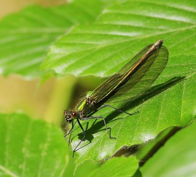 Weidebeekjuffer - Banded Demoiselle