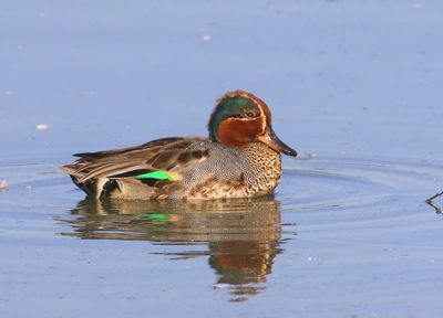 Wintertaling - Common Teal
