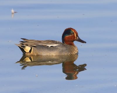 Wintertaling - Common Teal
