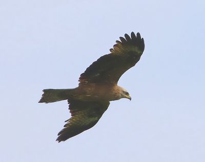 Zwarte Wouw - Black Kite