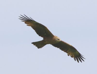 Zwarte Wouw - Black Kite