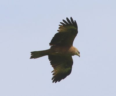 Zwarte Wouw - Black Kite