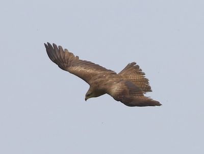 Zwarte Wouw - Black Kite