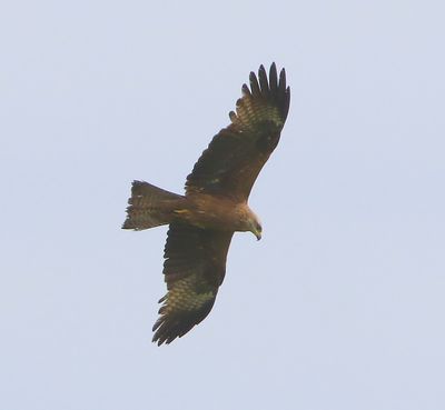 Zwarte Wouw - Black Kite