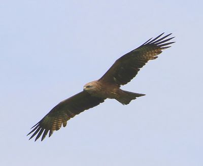 Zwarte Wouw - Black Kite