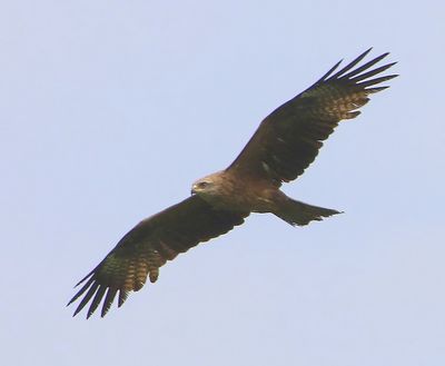 Zwarte Wouw - Black Kite