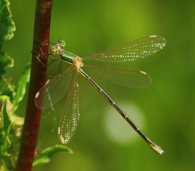 Zwervende Pantserjuffer - Southern Emerald Damselfly