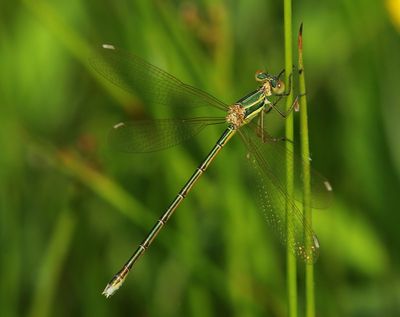 Zwervende Pantserjuffer - Southern Emerald Damselfly