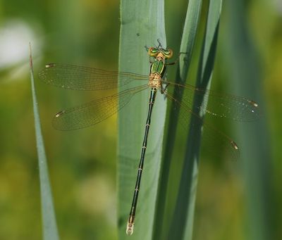 Zwervende Pantserjuffer - Southern Emerald Damselfly