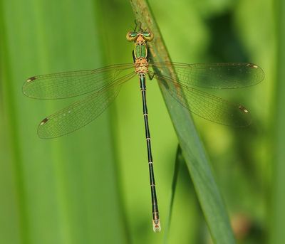 Zwervende Pantserjuffer - Southern Emerald Damselfly