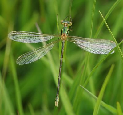 Zwervende Pantserjuffer - Southern Emerald Damselfly